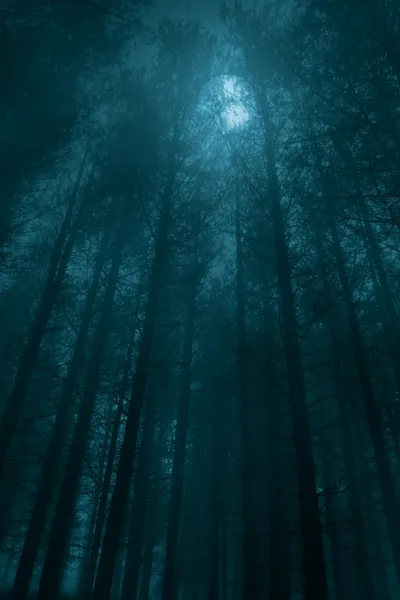 Туманные леса в ночь полнолуния — стоковое фото