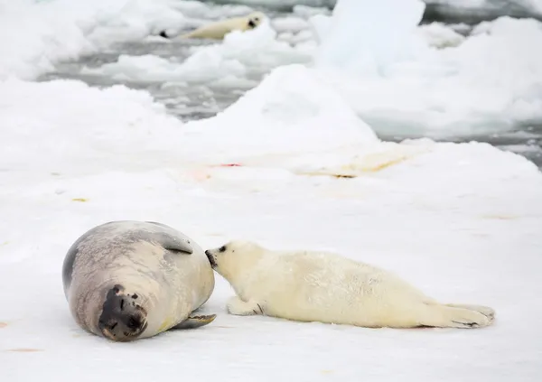 Мать гренландского тюленя коровы и новорожденного щенка — стоковое фото