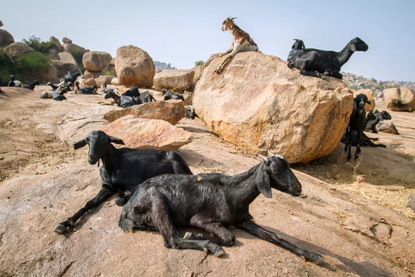 Черных коз на скалах — стоковое фото