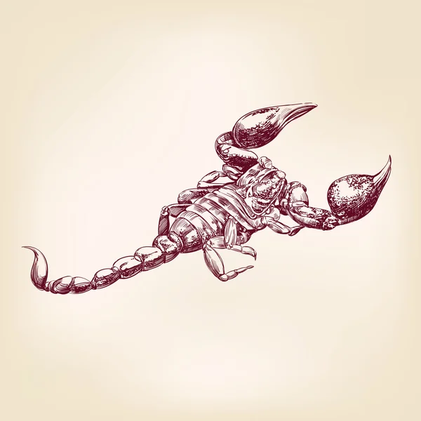 Скорпион руки drawn вектор llustration — стоковый вектор
