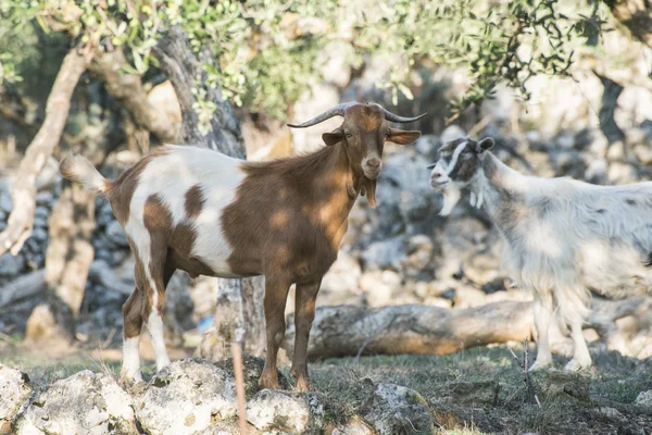 Приручить коз среди оливковых деревьев — стоковое фото