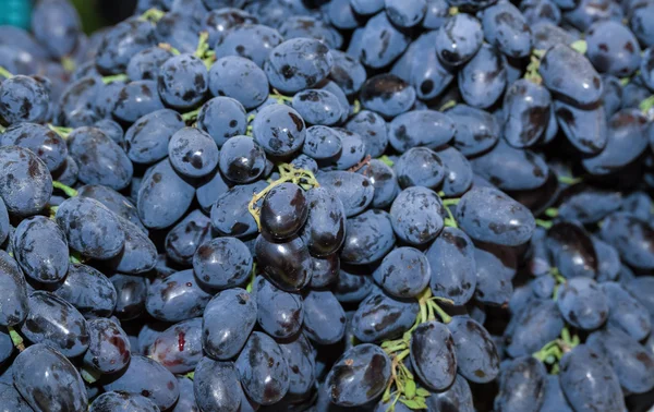 Голубой винограда вино — стоковое фото