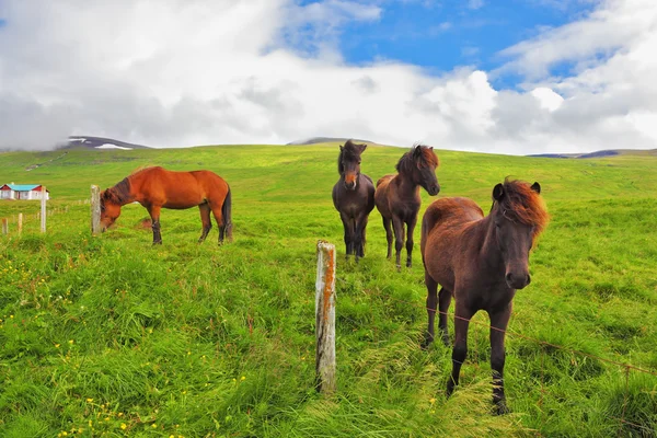 Ухоженные лошади на лугу — стоковое фото