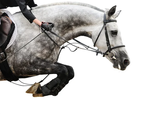 Серая лошадь на подскакивающем шоу, изолированном на белом фоне — стоковое фото