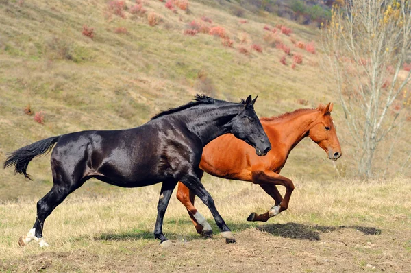 Две лошади в осенней области — стоковое фото