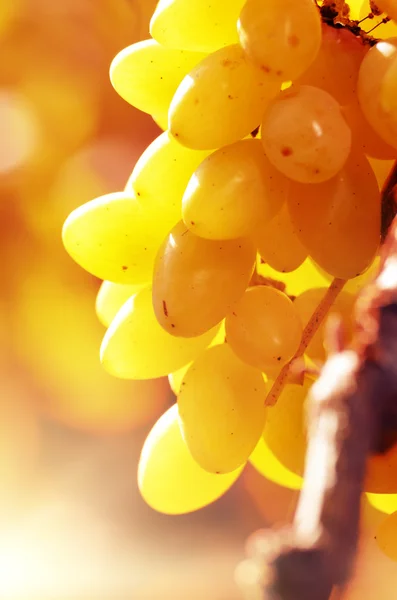 Спелые грозди винограда белый — стоковое фото
