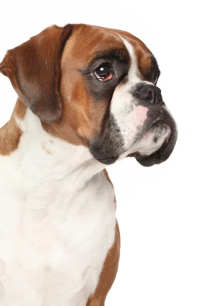 Собака боксера на изолированном белом фоне — стоковое фото