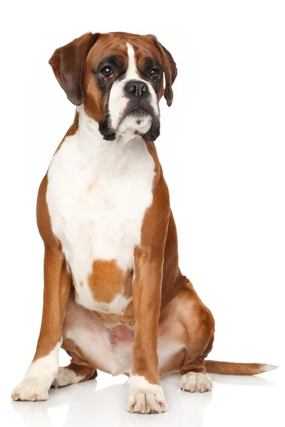 Боксер собака на белом фоне — стоковое фото
