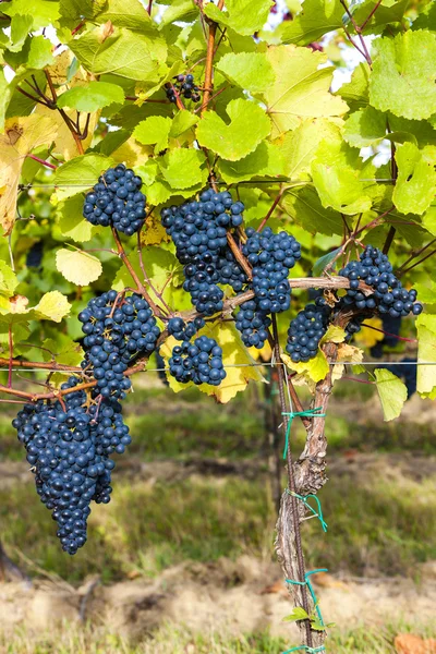 Синий виноград виноградник, Южная Моравия, Чешская Республика — стоковое фото