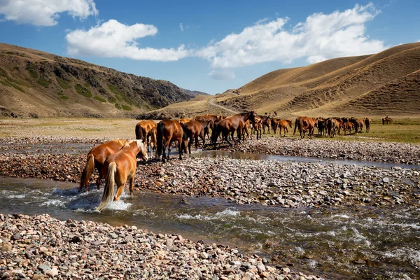 Табун лошадей и реки — стоковое фото