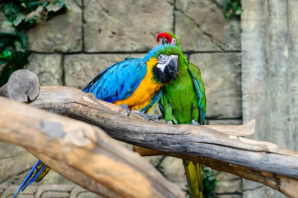 Зеленый и синий и желтый попугаев мытье, стрижка — стоковое фото