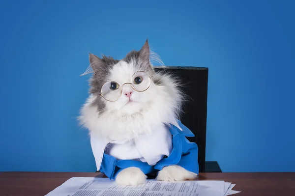 Кошка менеджер в костюме, сидя в офисе — стоковое фото