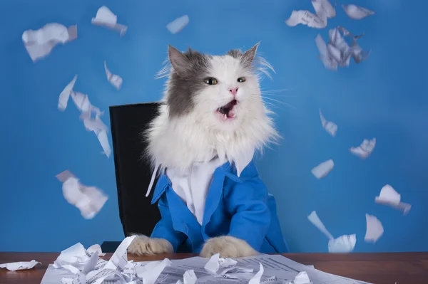 Кошка менеджер в костюме, сидя в офисе — стоковое фото