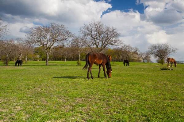 Небольшой табун лошадей на весенние пастбища — стоковое фото