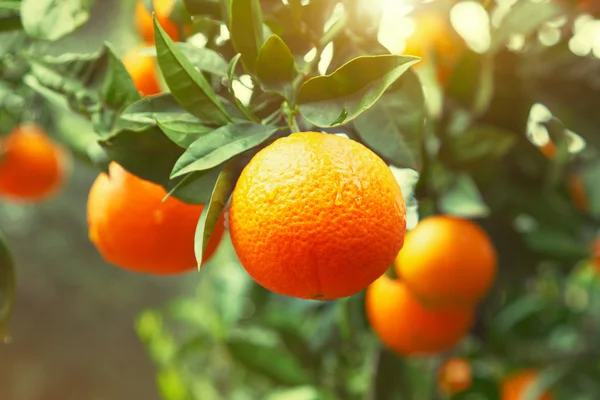 Спелый апельсиновое дерево — стоковое фото