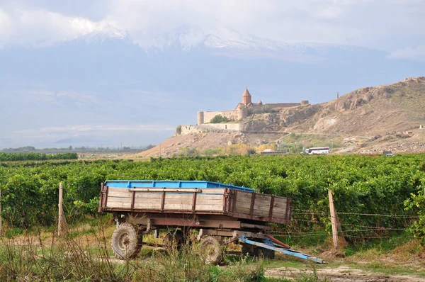 Виноградник в Армении — стоковое фото