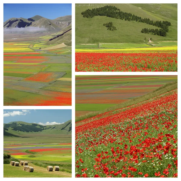 Изображения с красочными цветочными областями — стоковое фото