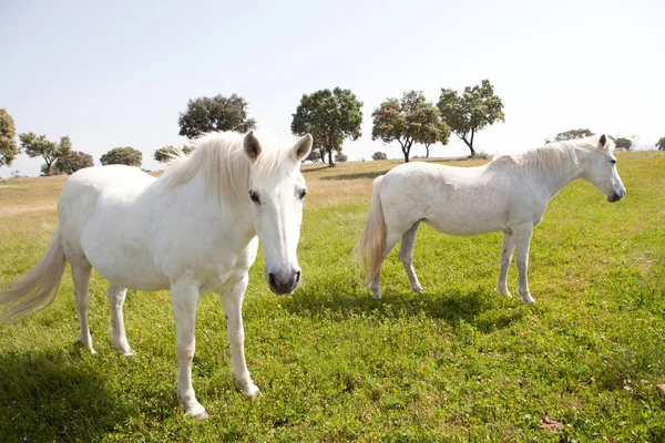 Две белые лошади на лугу — стоковое фото
