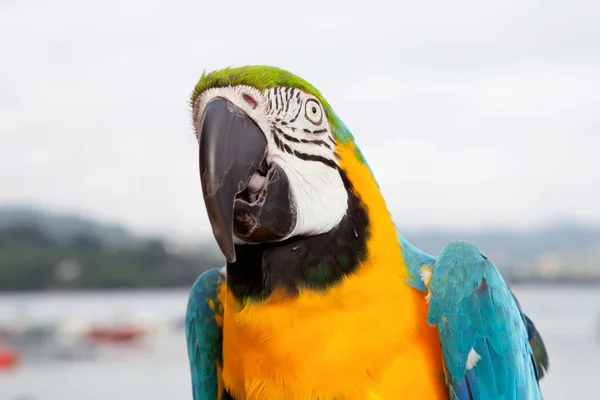Синий и желтый попугай — стоковое фото