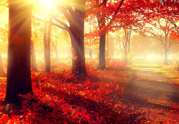 Осенний парк в солнечном свете — стоковое фото