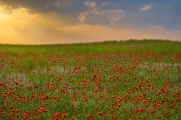 Бескрайние поля красных маков источают волшебный аромат весны — стоковое фото