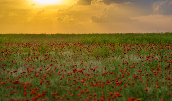 Бескрайние поля красных маков источают волшебный аромат весны — стоковое фото