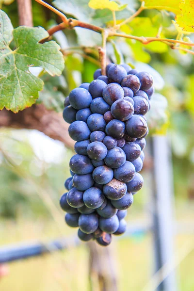 Гроздь винограда виноградника — стоковое фото