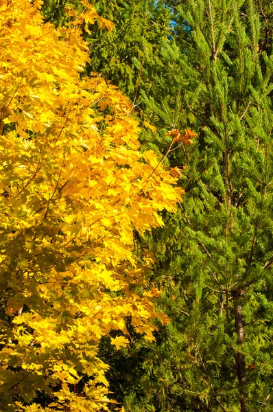 Текстура осенние листья клена — стоковое фото
