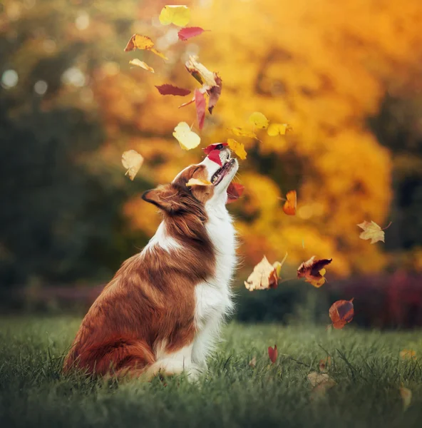 Молодой пограничный колли собака играет с листьями осенью — стоковое фото