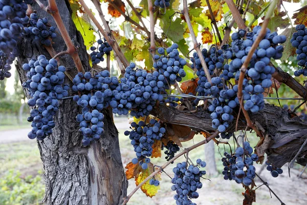 Красивые грозди винограда — стоковое фото