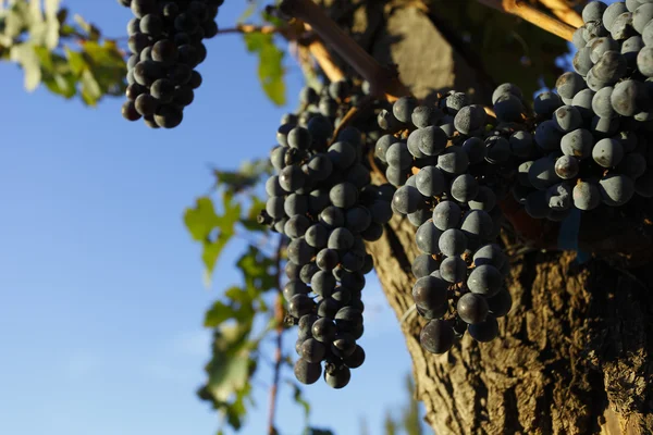 Красивые грозди винограда — стоковое фото