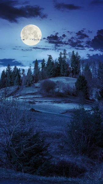 Сосны вблизи Долина в горах, на склоне холма в ночное время — стоковое фото