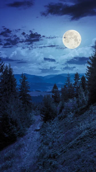 Ночью ходит в горном лесу под светом луны — стоковое фото
