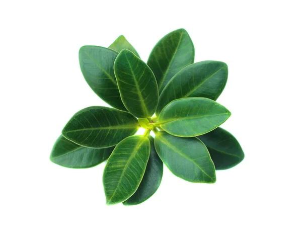 Зеленый лист, изолированные на белом фоне — стоковое фото