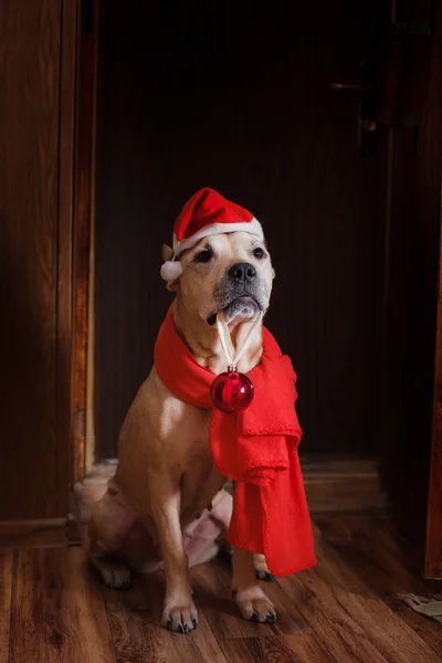 Яма Бык Собака, Рождество и новый год — стоковое фото