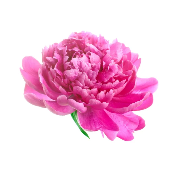 Пион цветок изолированные — стоковое фото