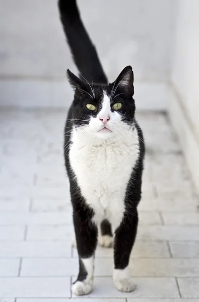 Симпатичные черно-белая кошка пешком — стоковое фото