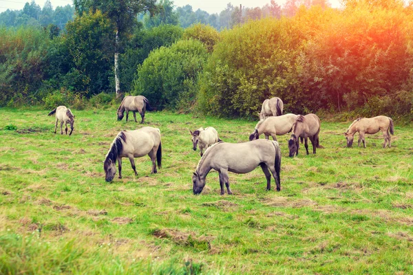 Табун диких лошадей — стоковое фото