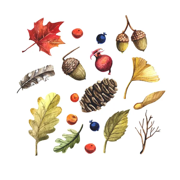Листья, сосновые шишки, желуди и ягоды — стоковое фото