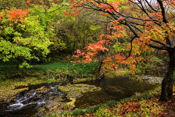Осенью дерево цветов — стоковое фото