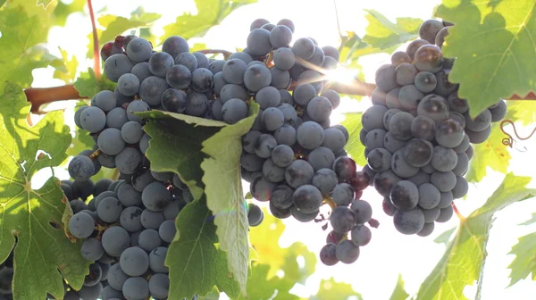 Зрелые грозди винограда на плантациях — стоковое фото