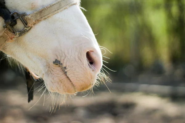 Белый конь рыло — стоковое фото