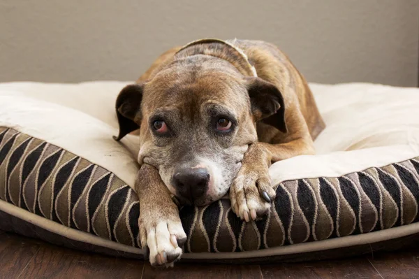 Грустно коричневая собака на кровати — стоковое фото