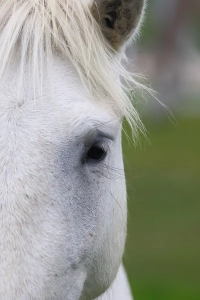 Портрет великолепные лошади — стоковое фото