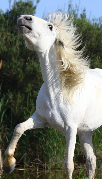Портрет великолепные лошади — стоковое фото