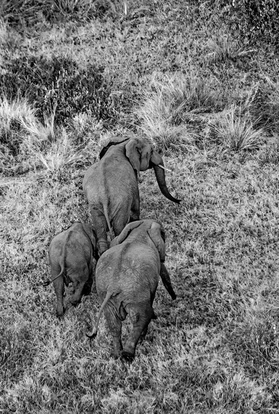 Три диких слонов — стоковое фото