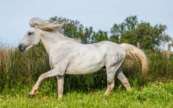 Камарг конь игра — стоковое фото