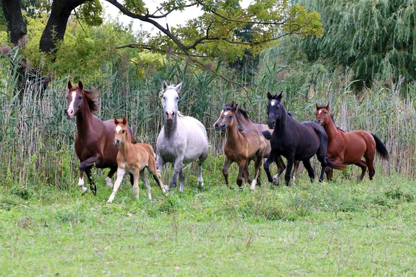 Табун лошадей, проходящей через летний луг — стоковое фото
