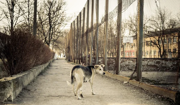 Собака в городе-призраке — стоковое фото