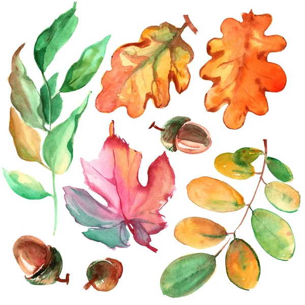 Акварель листья и жёлуди — стоковое фото